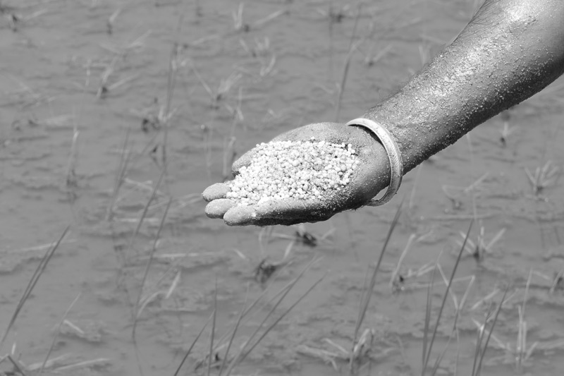 Impact of Green Revolution on Water Resources in India - A handful of fertilizer to be spread in a paddy field in Mansa district, Punjab